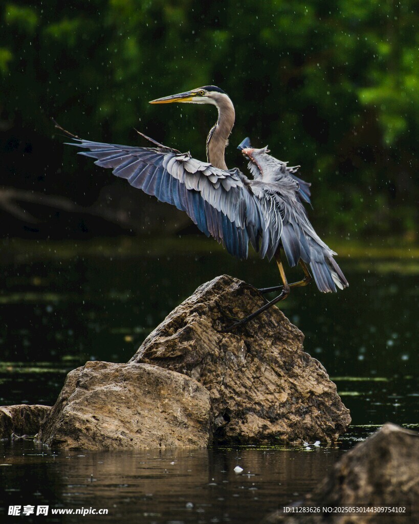 蓝鹭立于石上展翅瞬间
