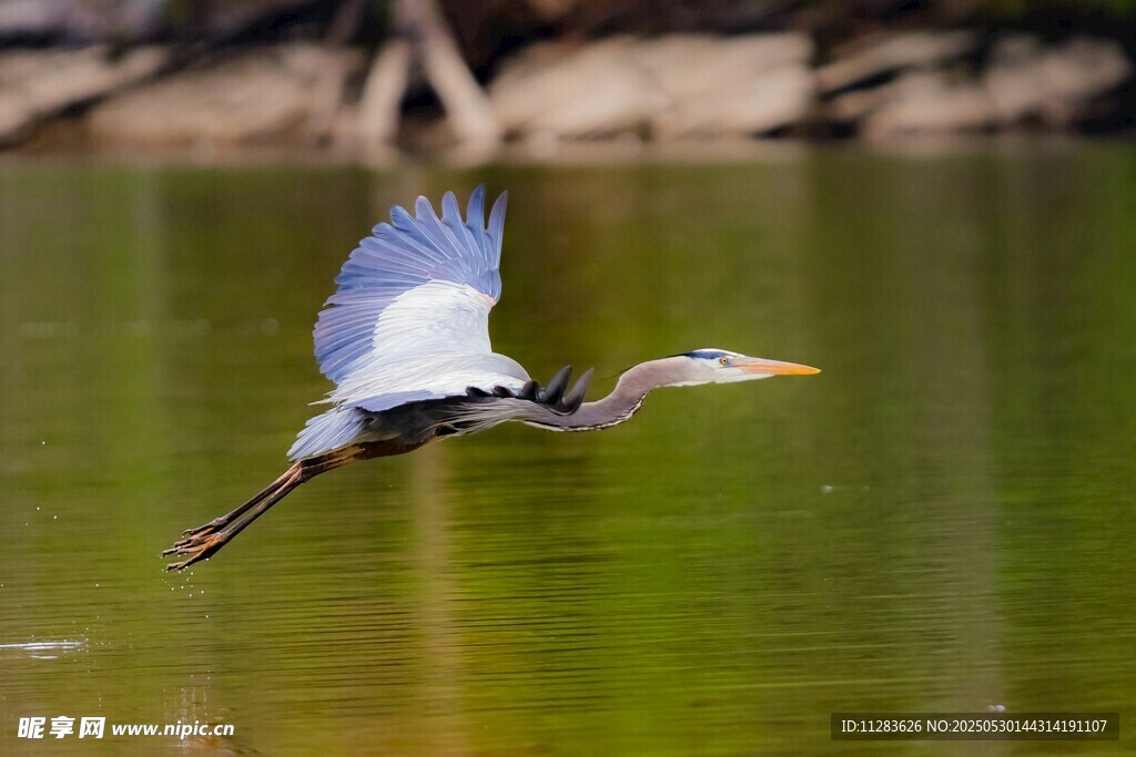 蓝鹭水面展翅飞翔
