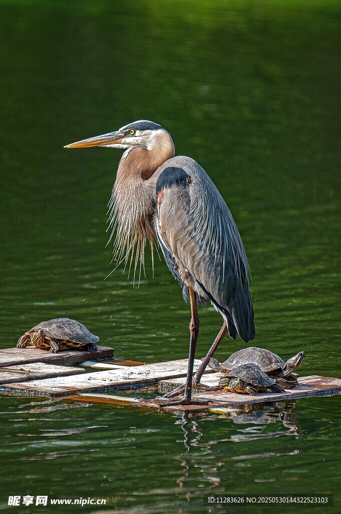 大蓝鹭与龟同栖水面