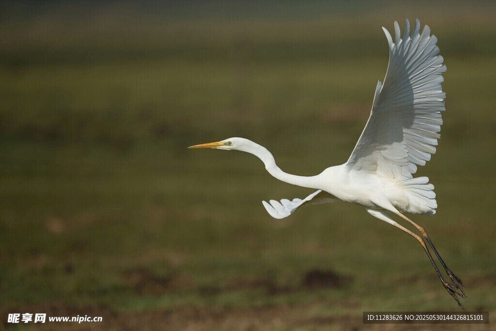 白鹭展翅飞翔于绿野之上
