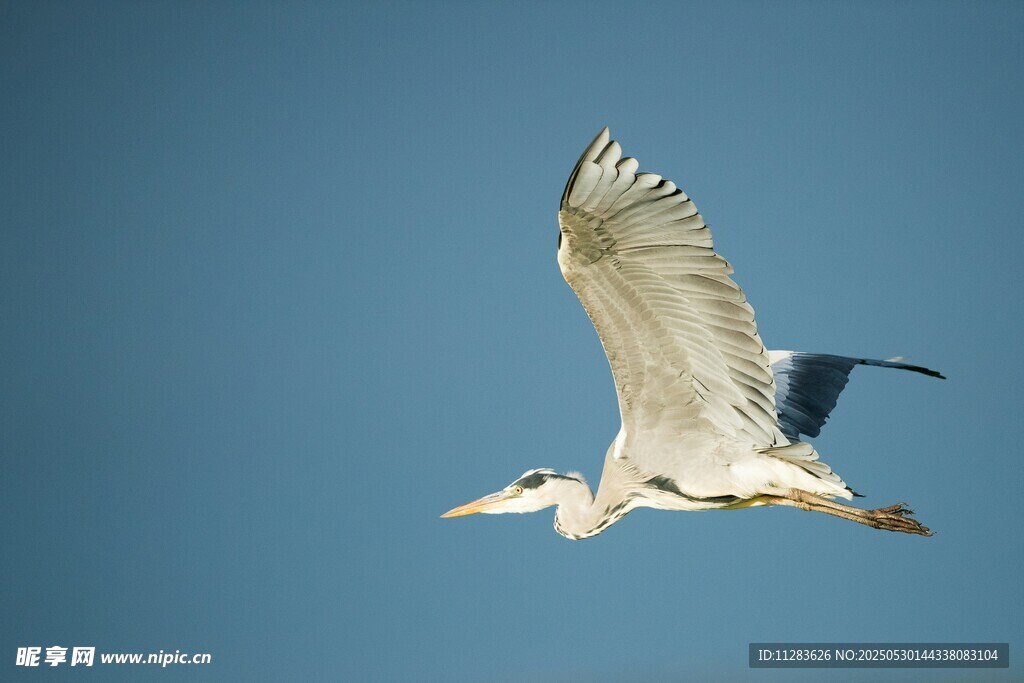 白鹭蓝天展翅飞翔