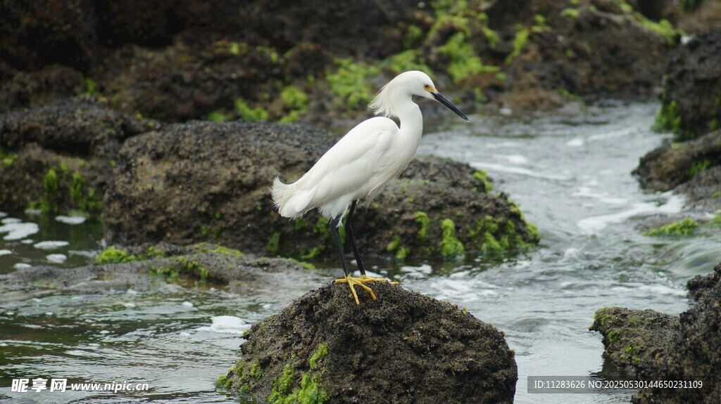 白鹭立于水边礁石