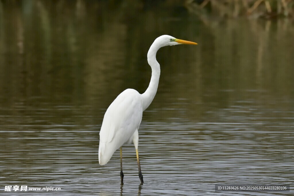 白鹭立于水边