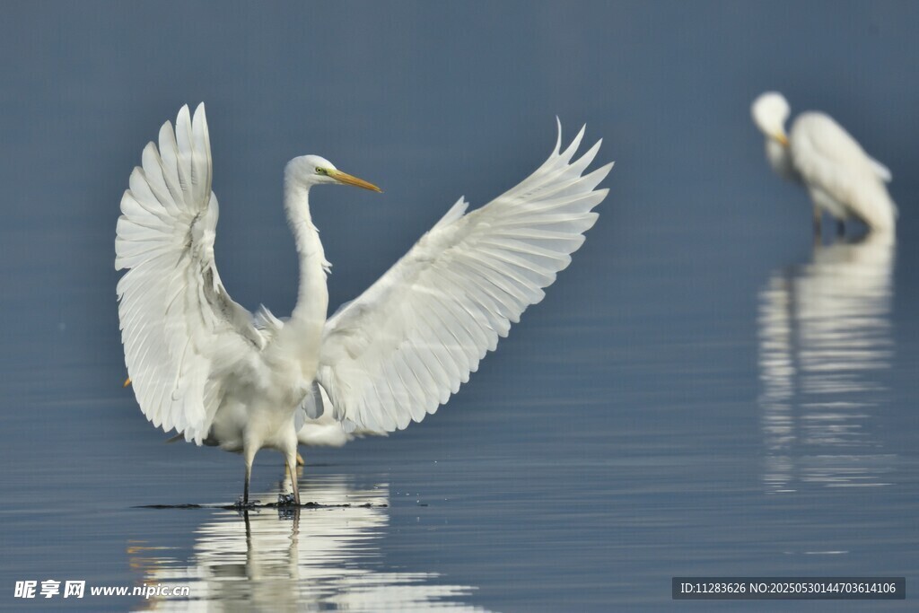 白鹭展翅于平静水面