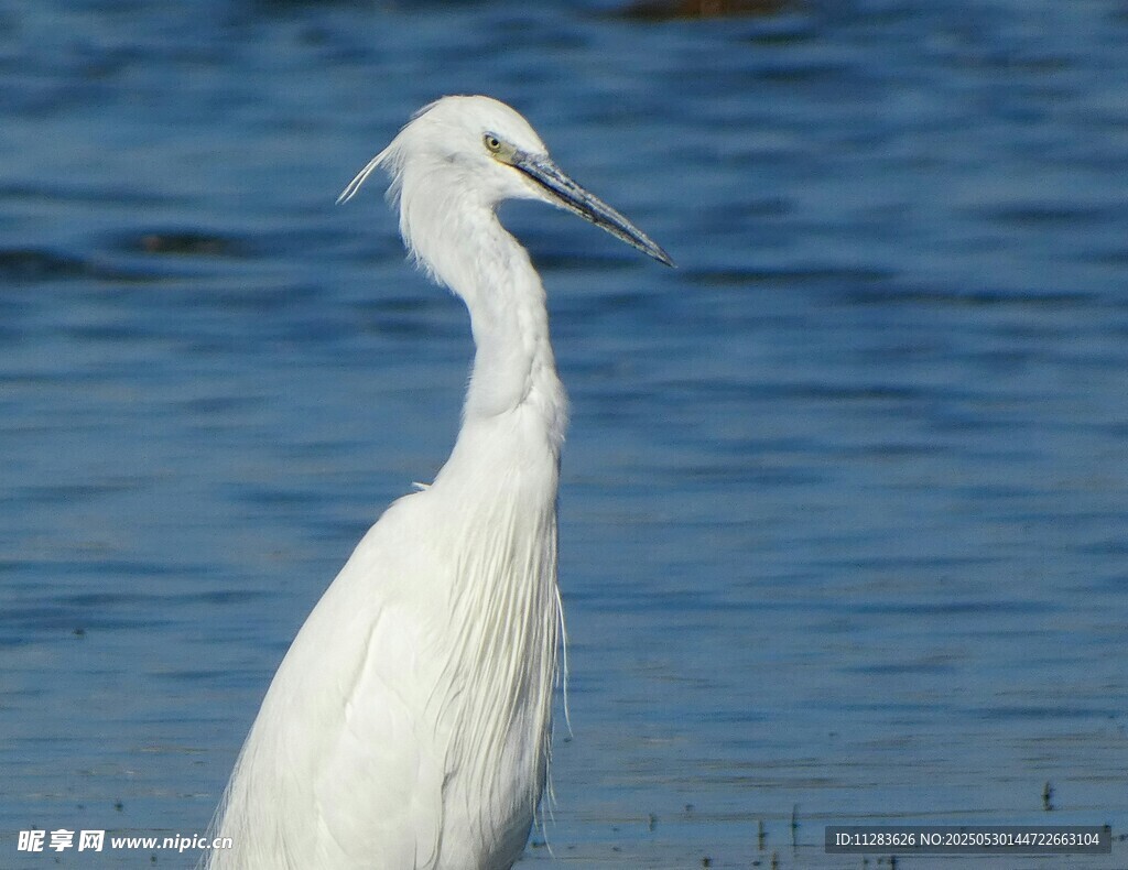水边伫立的优雅白鹭