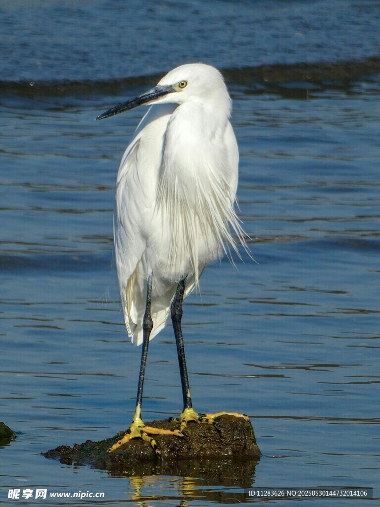 白鹭立于水边礁石