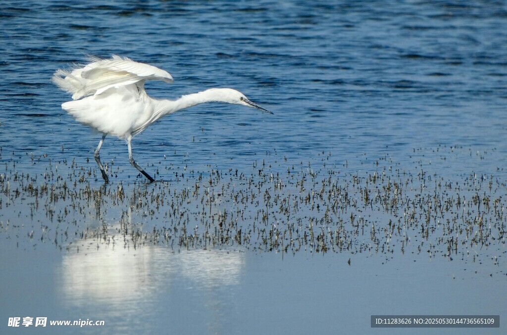 白鹭于水边浅滩优雅踱步