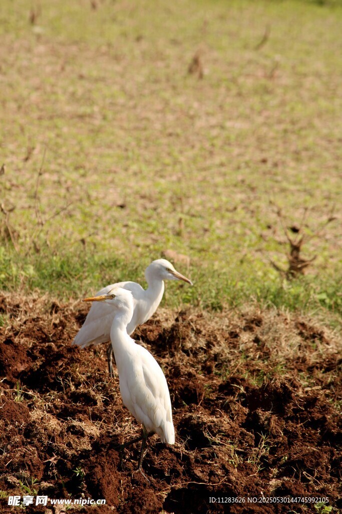 白鹭于田间翻耕土地处
