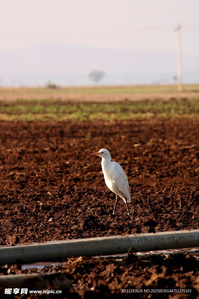 田野中站立的白色鸟儿