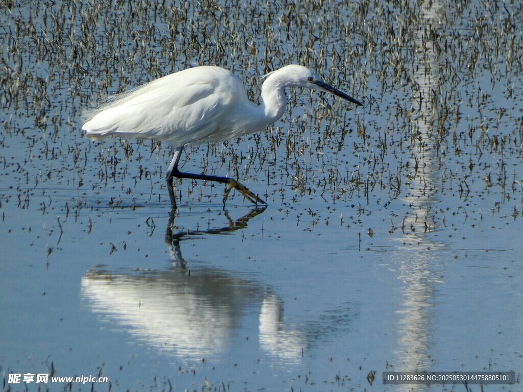 白鹭水中漫步倒影如画