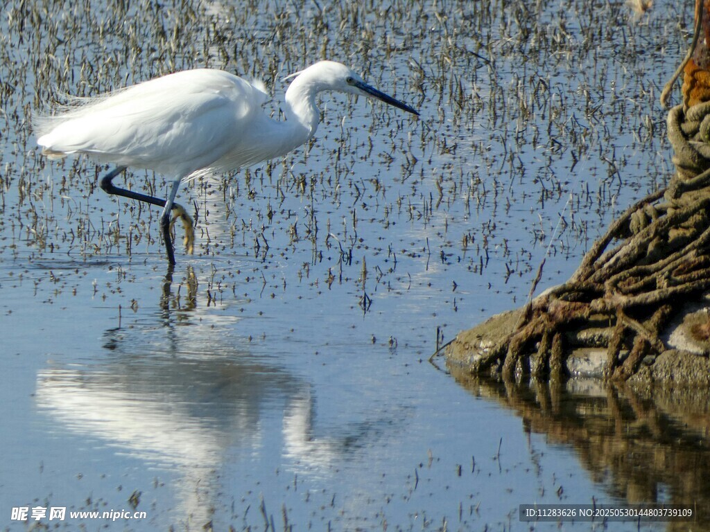 白鹭立于水边倒影之景