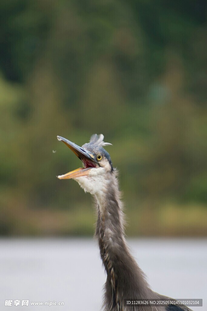 冠羽独特的灰鹭张嘴瞬间