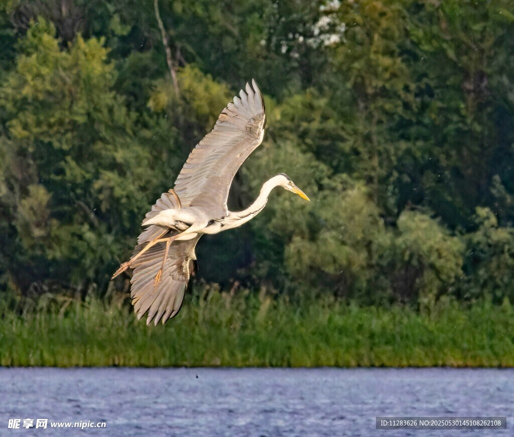 白鹭于湖畔振翅飞翔
