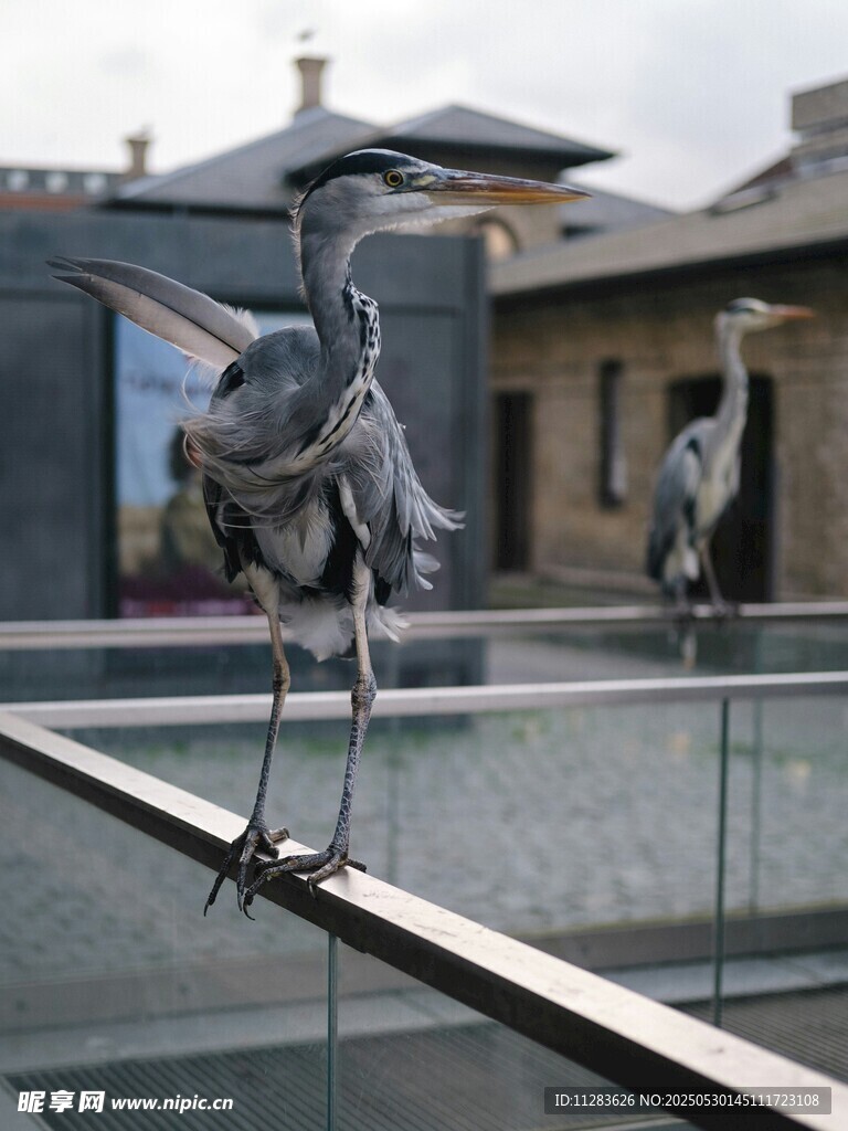 栏杆上的灰鹭