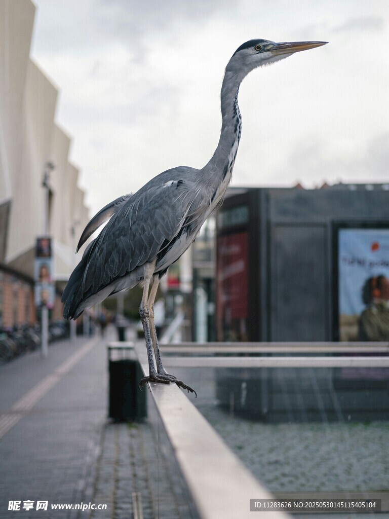 城市街道上的大型鹭鸟