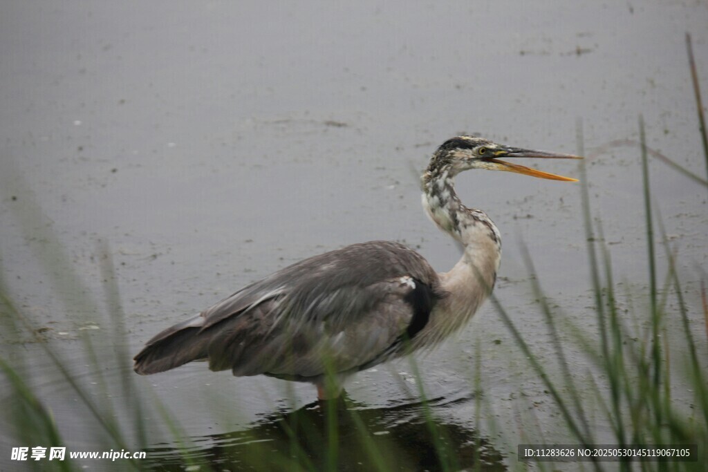 灰鹭立于水边草丛