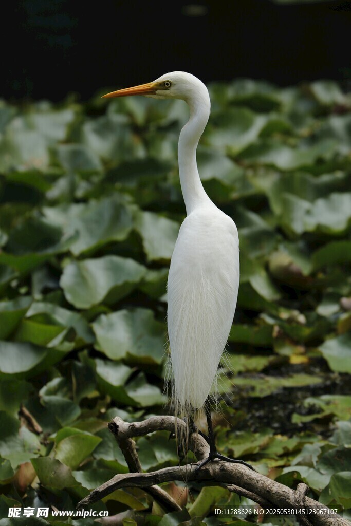 白鹭立于水生植物间