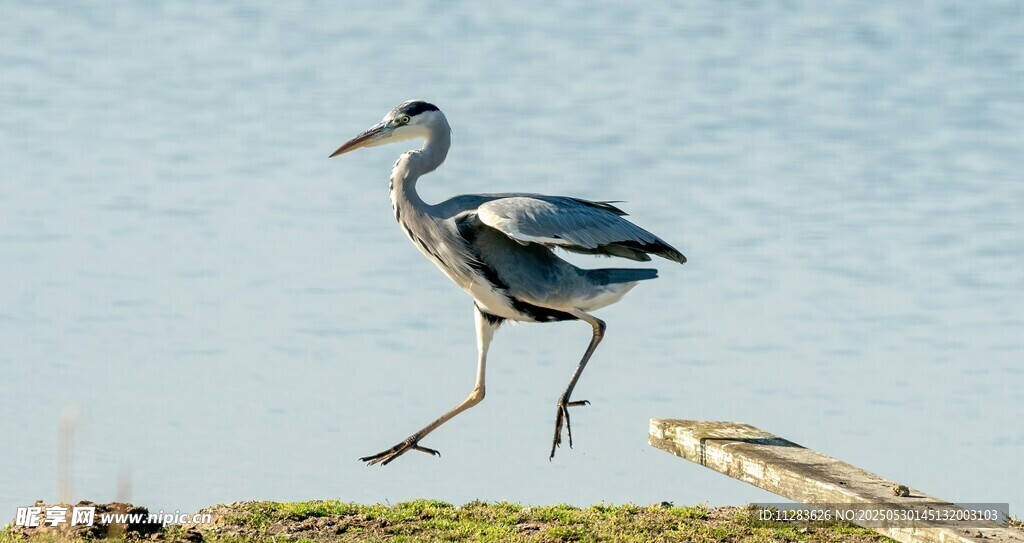 水边行走的灰鹭