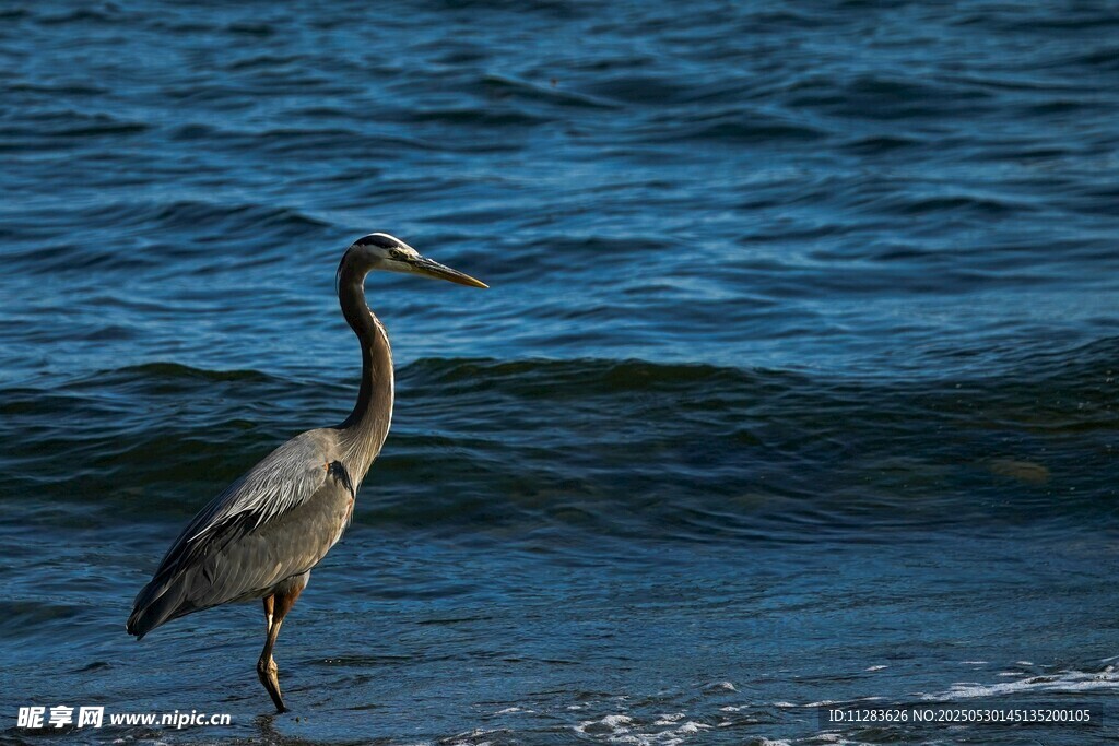 海边伫立的灰鹭