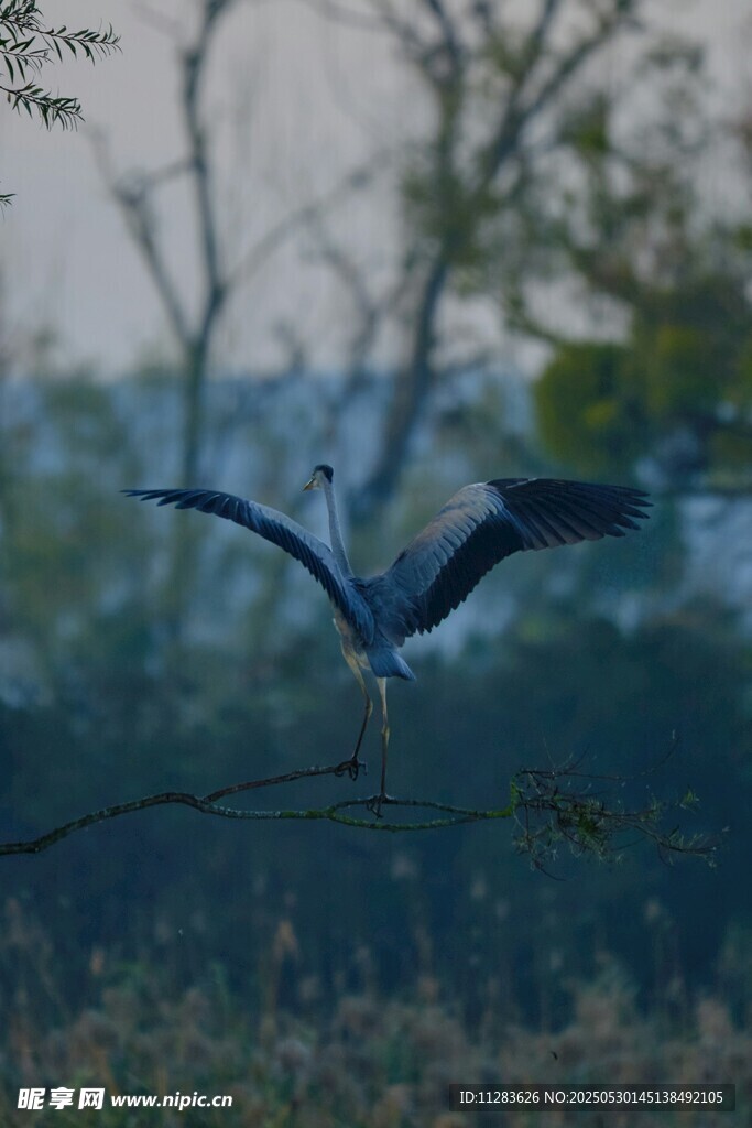 飞翔的鹭鸟于自然间