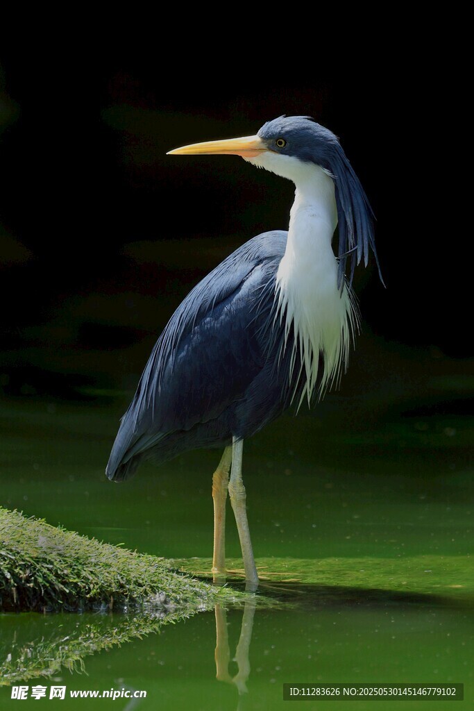 水边伫立的灰鹭