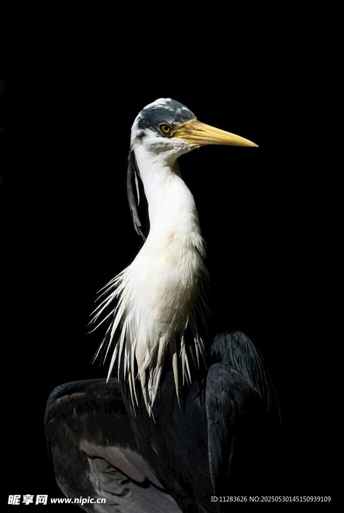 白鹭栖息于枝头