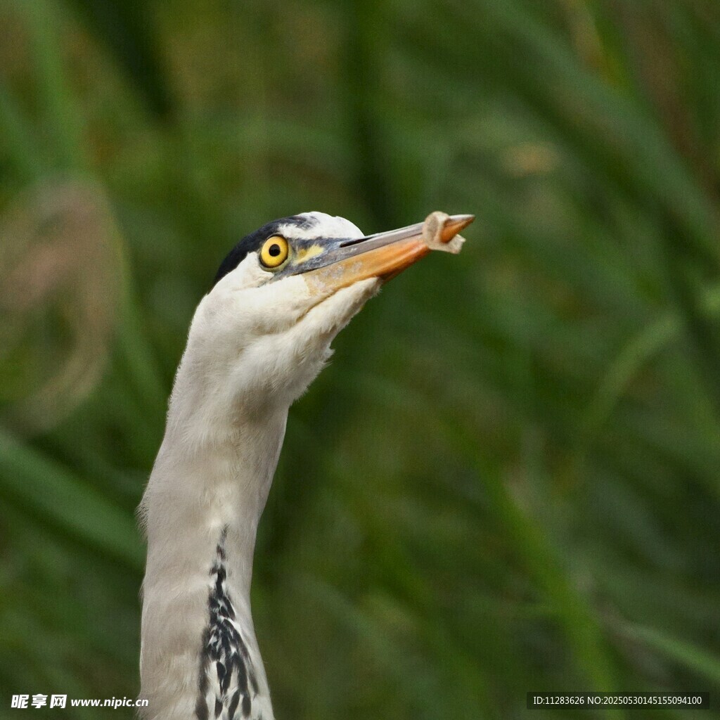 灰鹭叼小鱼特写