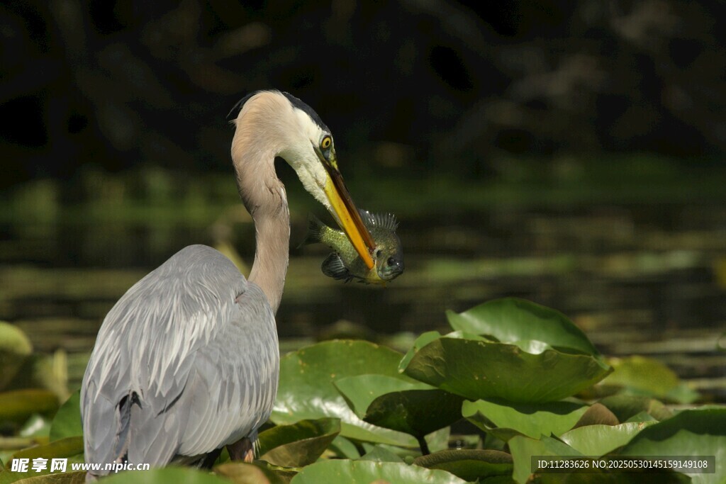 大蓝鹭捕食瞬间