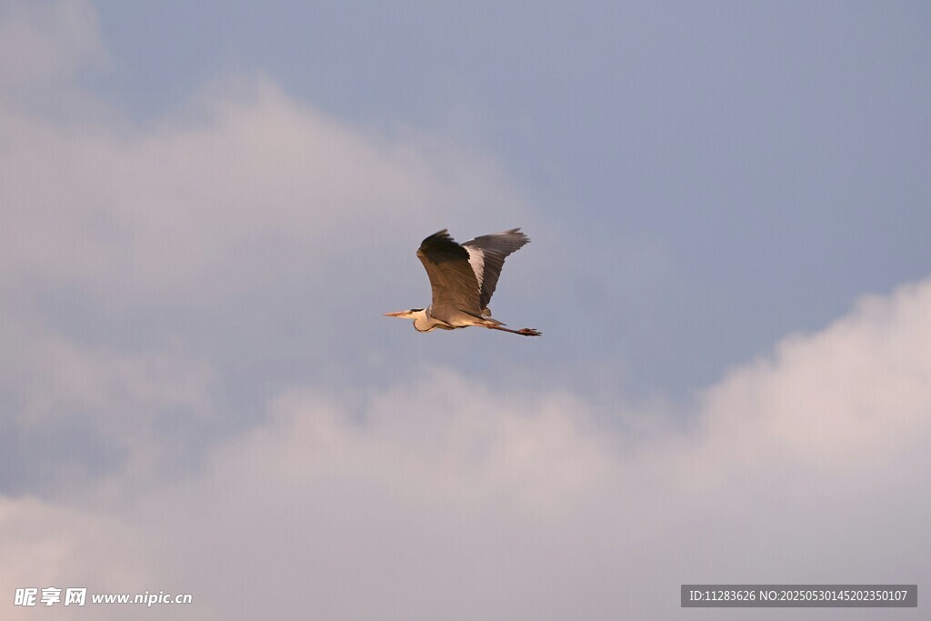 翱翔天际的飞鸟