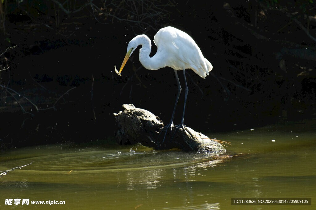 白鹭立于水中木头上