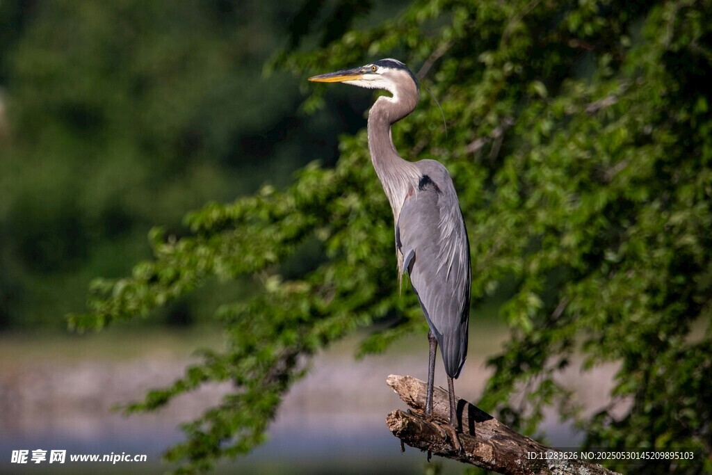 灰鹭立于枝头眺望远方