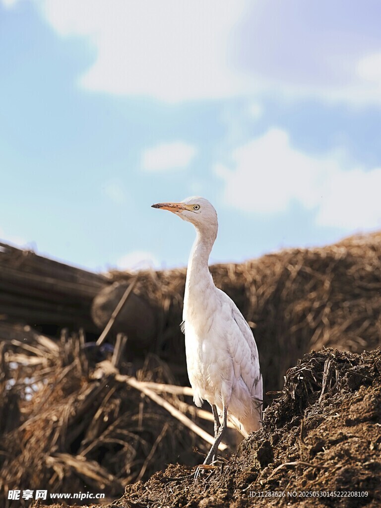 白鹭立于土坡之上