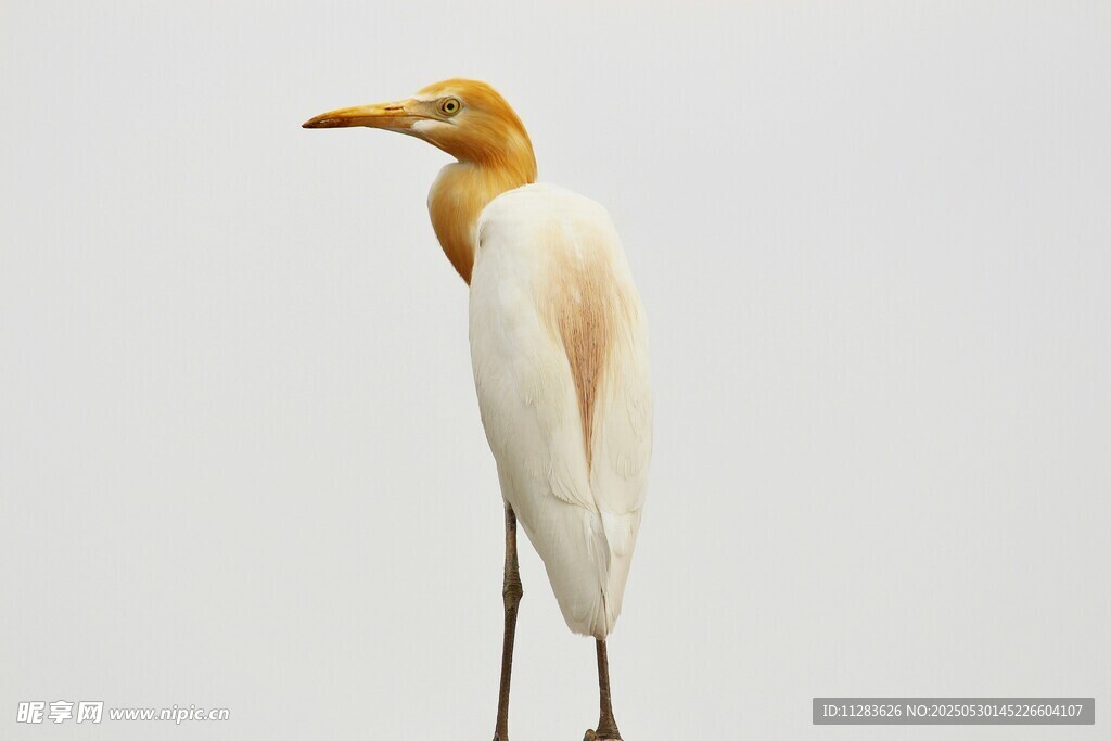 站立的黄头白身鹭鸟