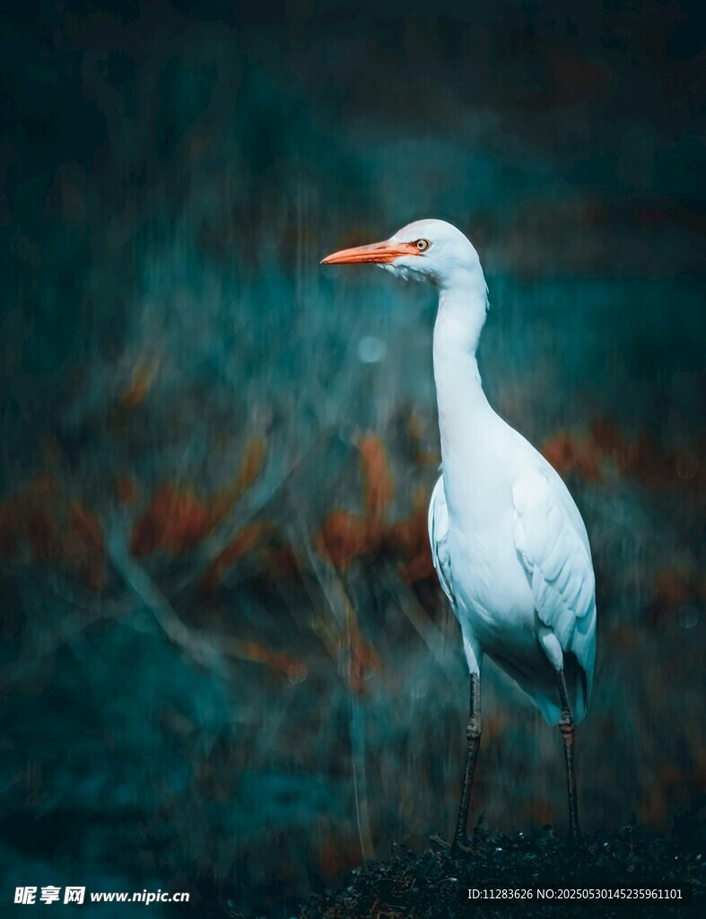 水边伫立的优雅白鹭