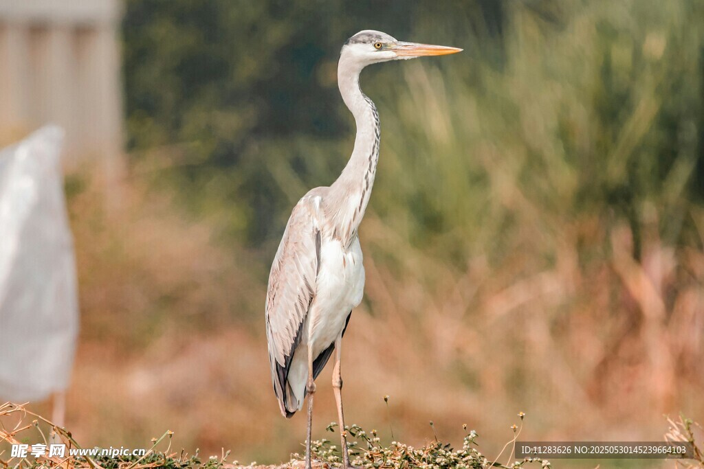站立的灰鹭