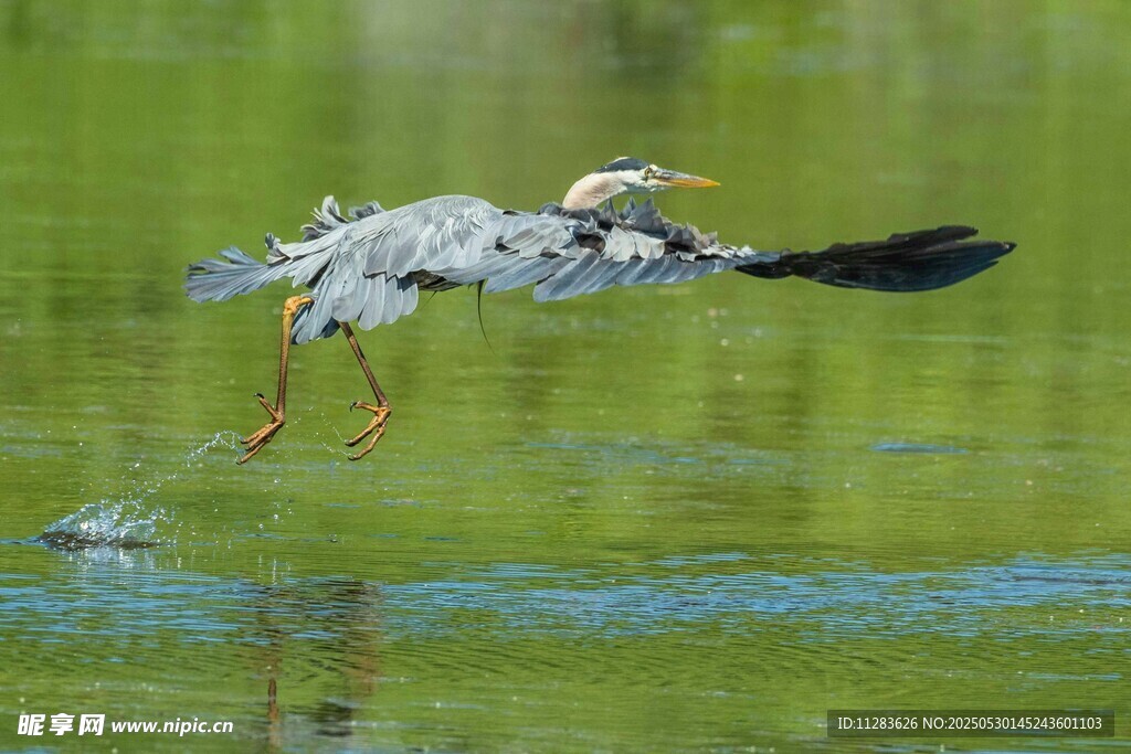灰鹭水面展翅飞翔瞬间