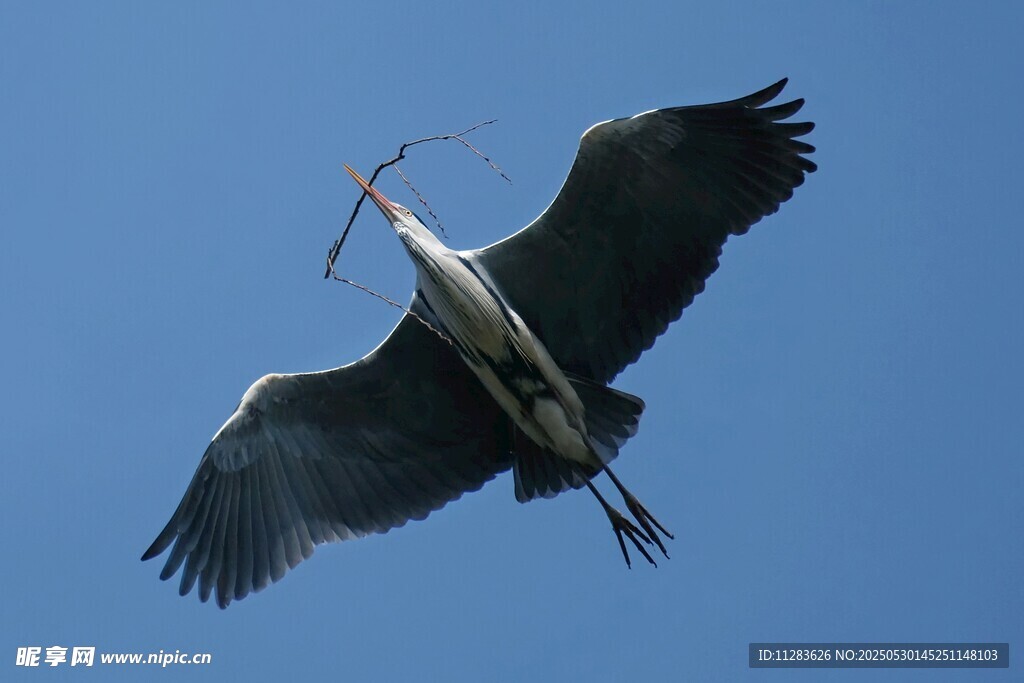 苍鹭蓝天展翅捕食瞬间