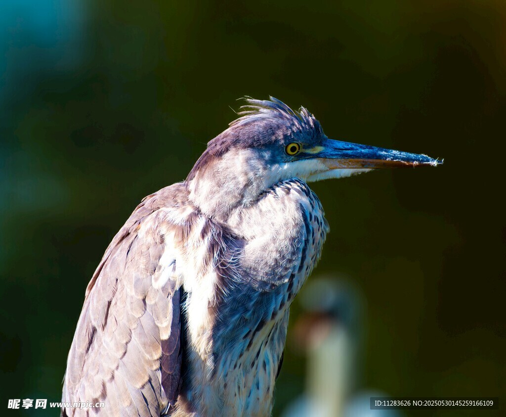 灰鹭特写