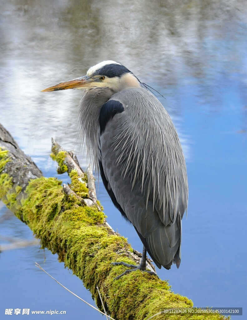 灰鹭栖于覆满青苔的树枝