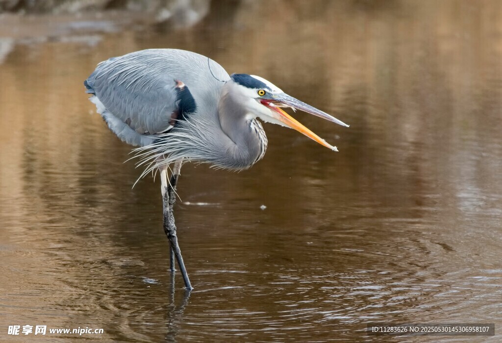 大蓝鹭水中张嘴捕食瞬间