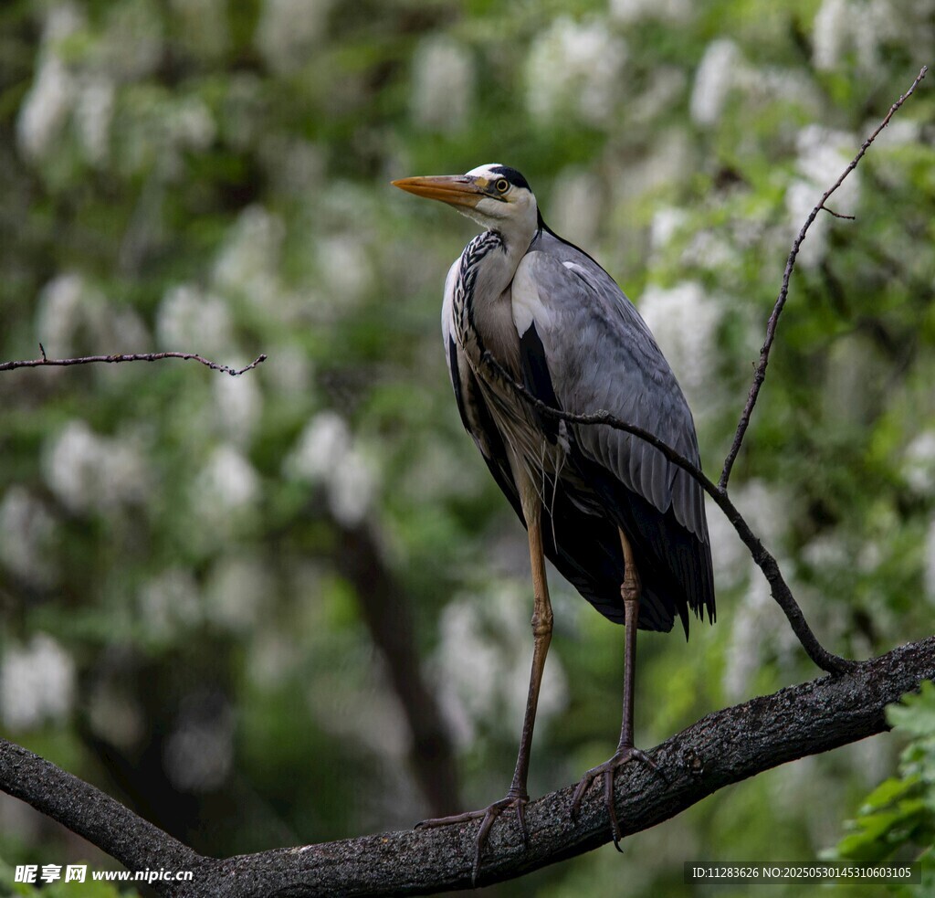 枝头伫立的灰鹭