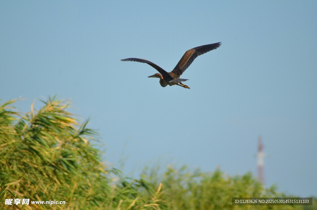 飞鸟掠过葱郁植被