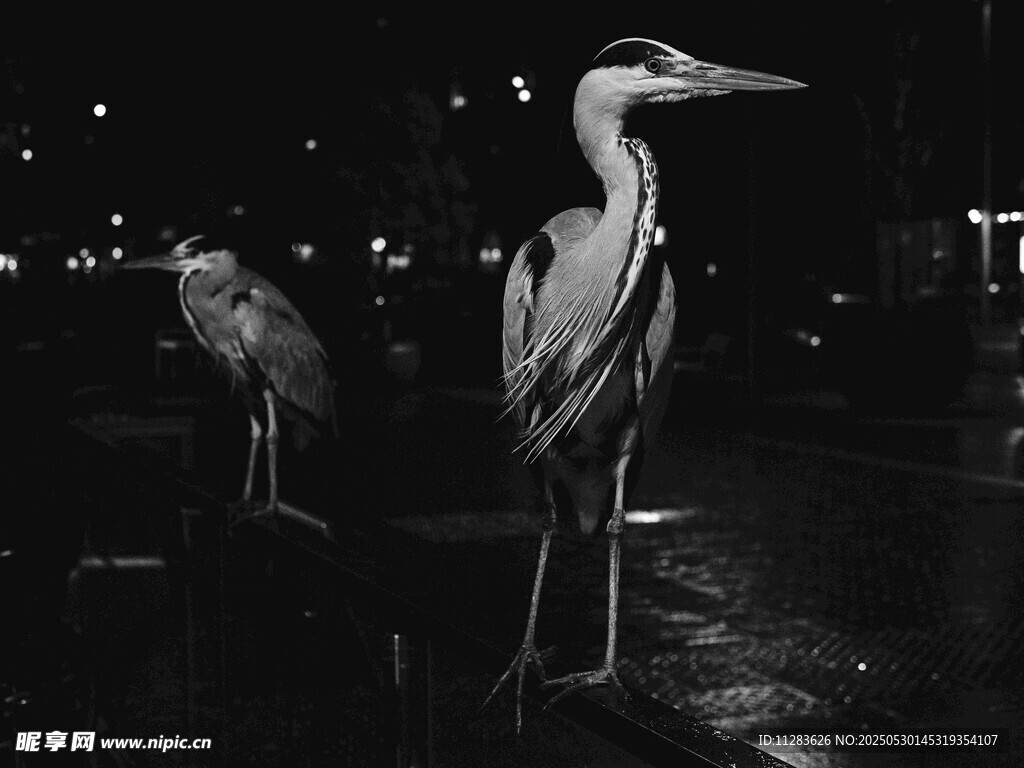 黑夜中的两只鹭鸟
