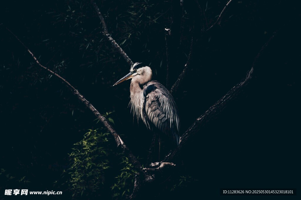 栖息于枝头的神秘飞鸟