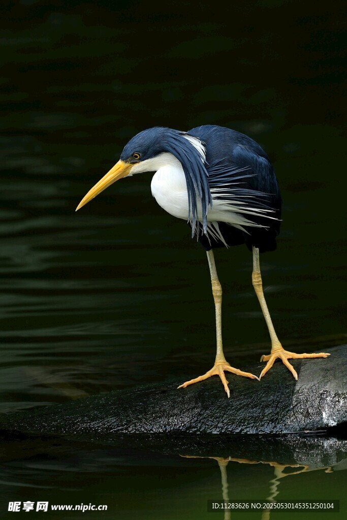 水边站立的长腿鹭鸟