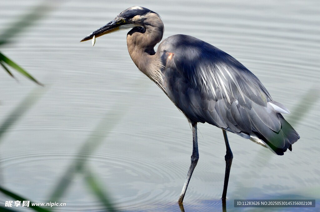 水边伫立的灰鹭