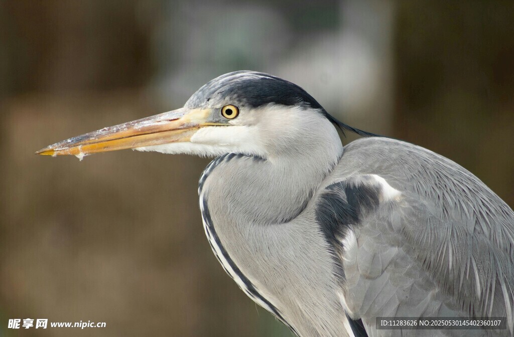 灰鹭特写