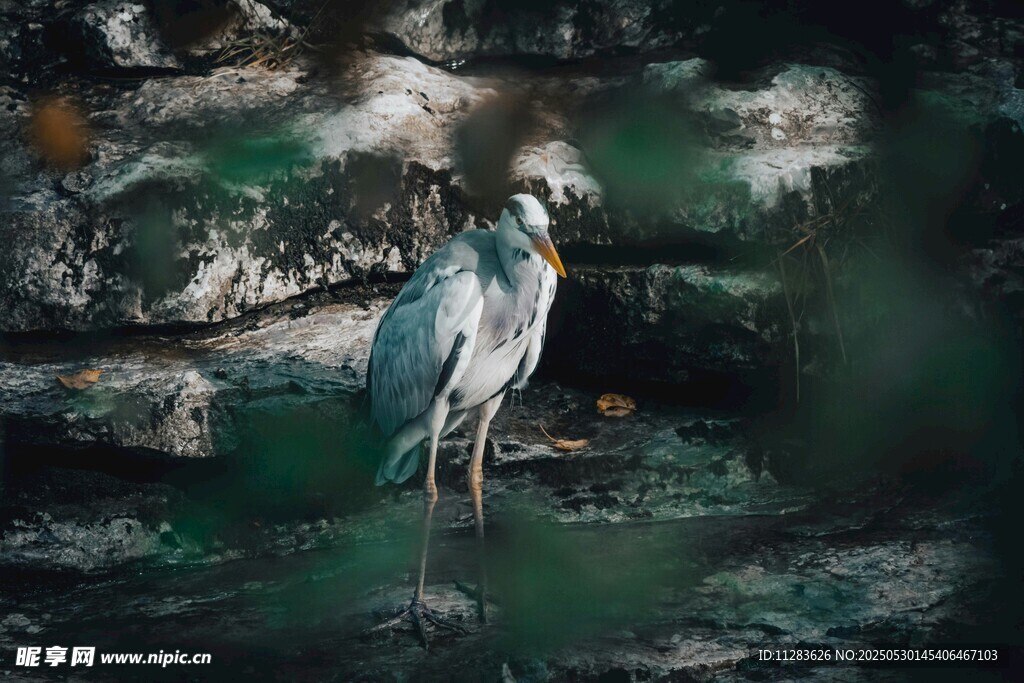 水边伫立的优雅灰鹭