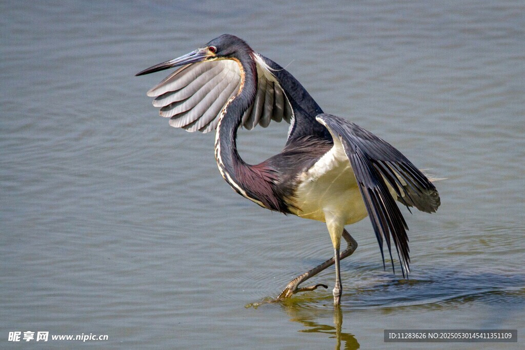 鹭鸟水中展翅优雅瞬间