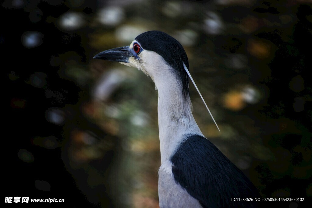 夜鹭特写